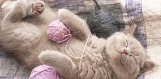 Gatto 609 0 Il gatto